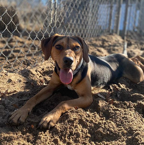 Joey, adoptable, Adult Male Hound.
