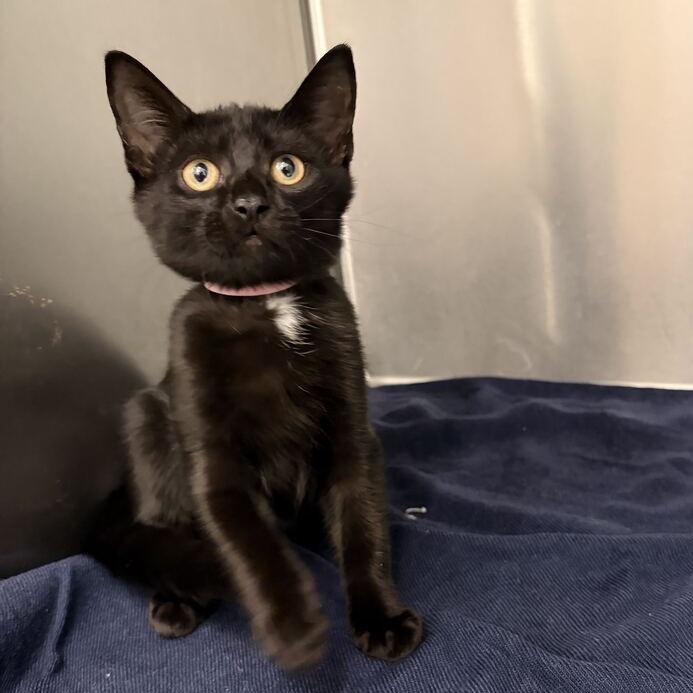 Patrick, Adoptable, Kitten Male Domestic Short Hair.