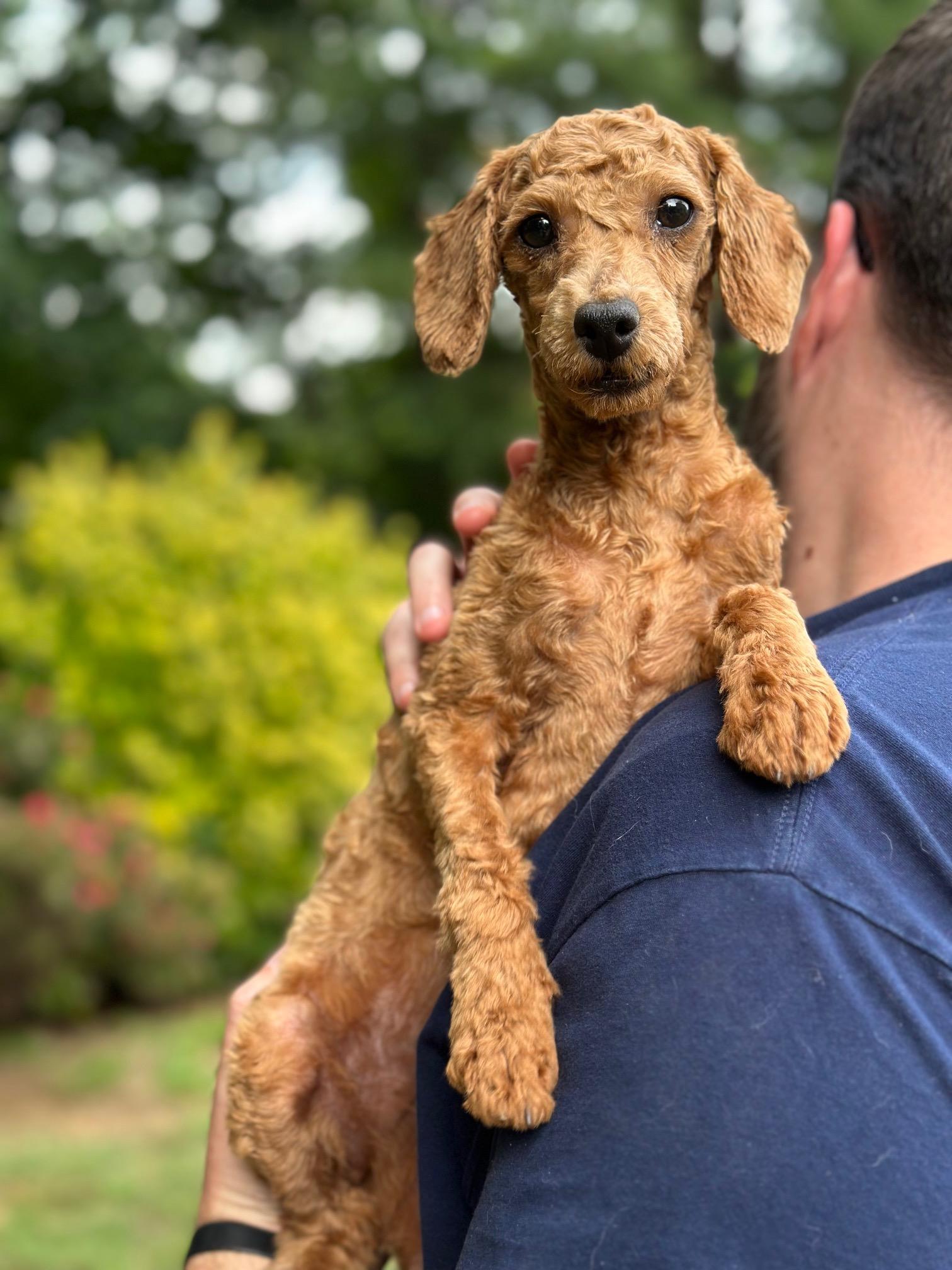 Sammi Miniature Poodle Dog