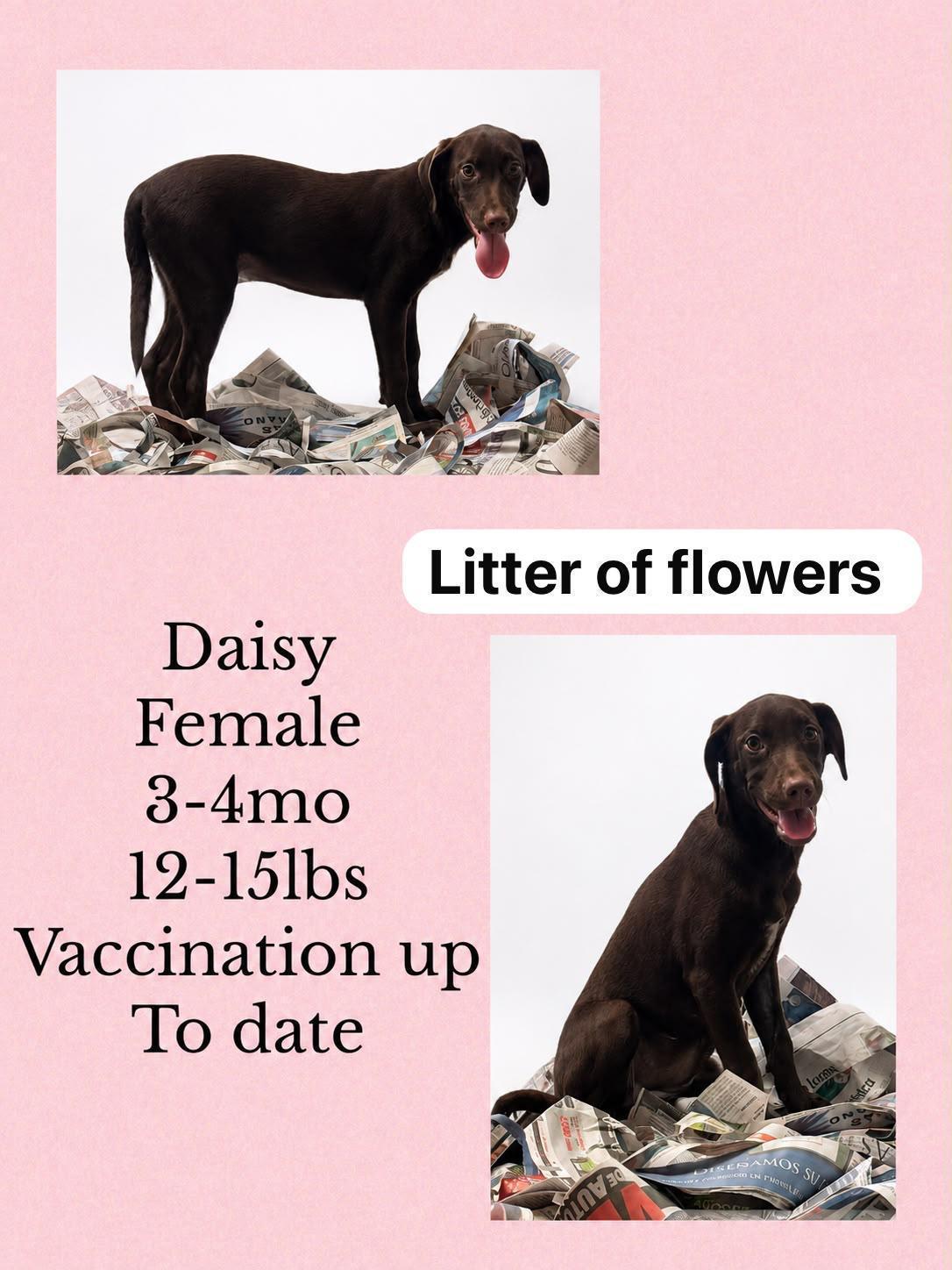 Daisy, Adoptable, Young Female Whippet & Labrador Retriever.