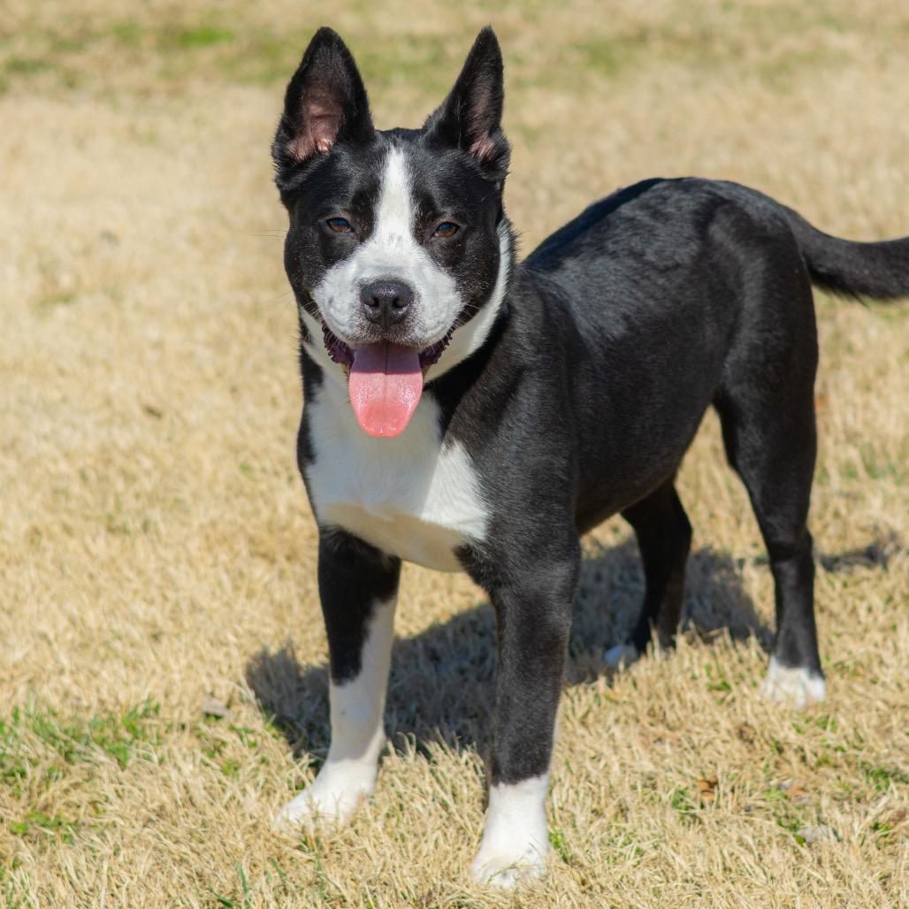 Chip — thumbnail 2