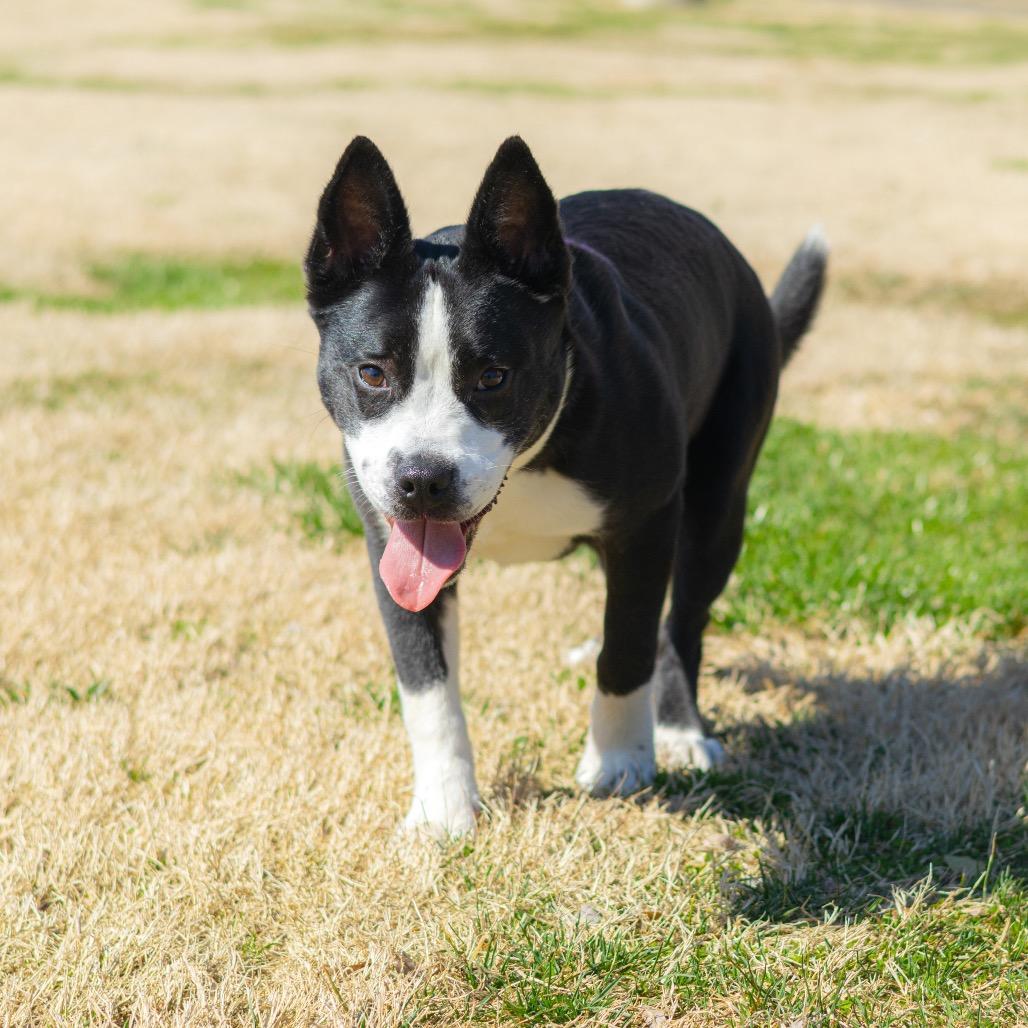 Chip — thumbnail 3