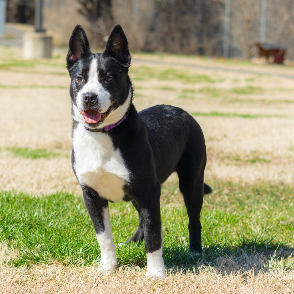 Chip — thumbnail 4