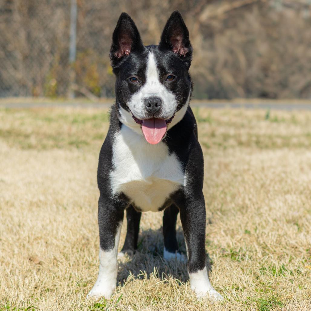 Chip — thumbnail 5