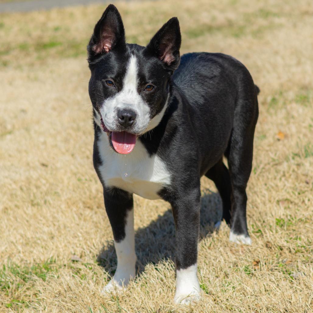 Chip — thumbnail 6