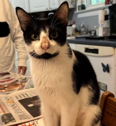 Ruthie, Adoptable, Adult Female Domestic Short Hair & Tuxedo.