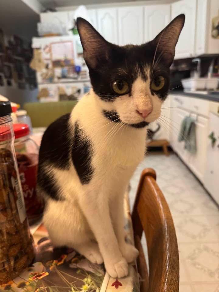 Enlarge Ruthie, a Adoptable mixed breed in Gettysburg, PA image 2/3