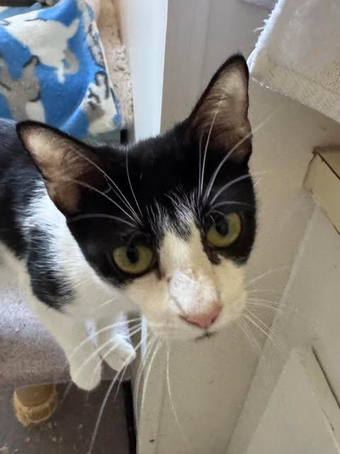 Enlarge Ruthie, a Adoptable mixed breed in Gettysburg, PA image 3/3