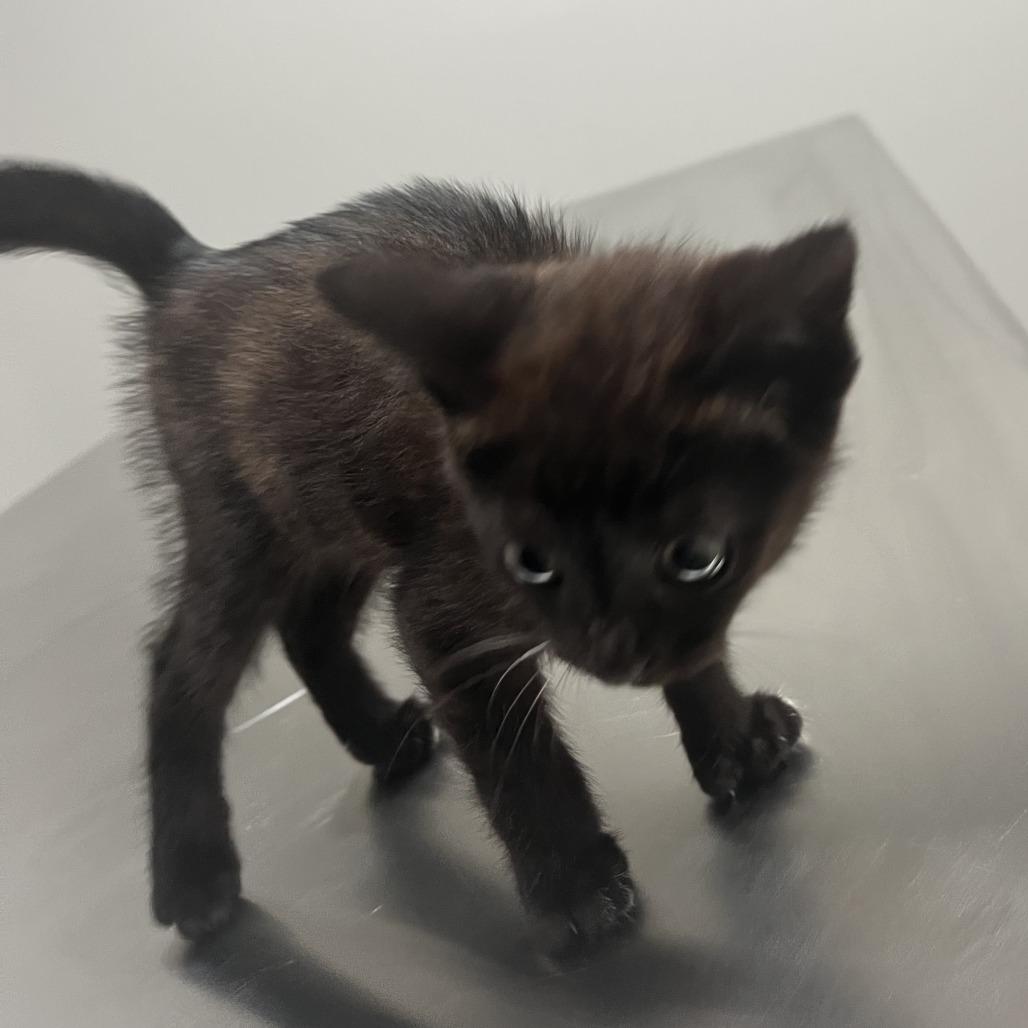 Misty, Adoptable, Kitten Female Domestic Short Hair.
