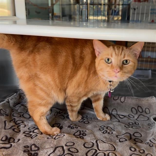 BIG RED, Adoptable, Adult Male Domestic Short Hair.
