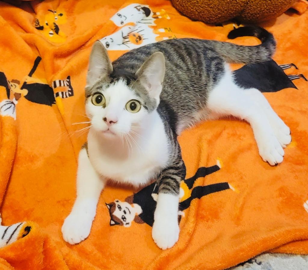 Floki, Adoptable, Young Male Domestic Short Hair.