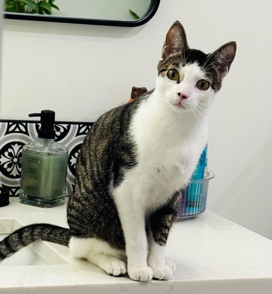 Floki — thumbnail 2