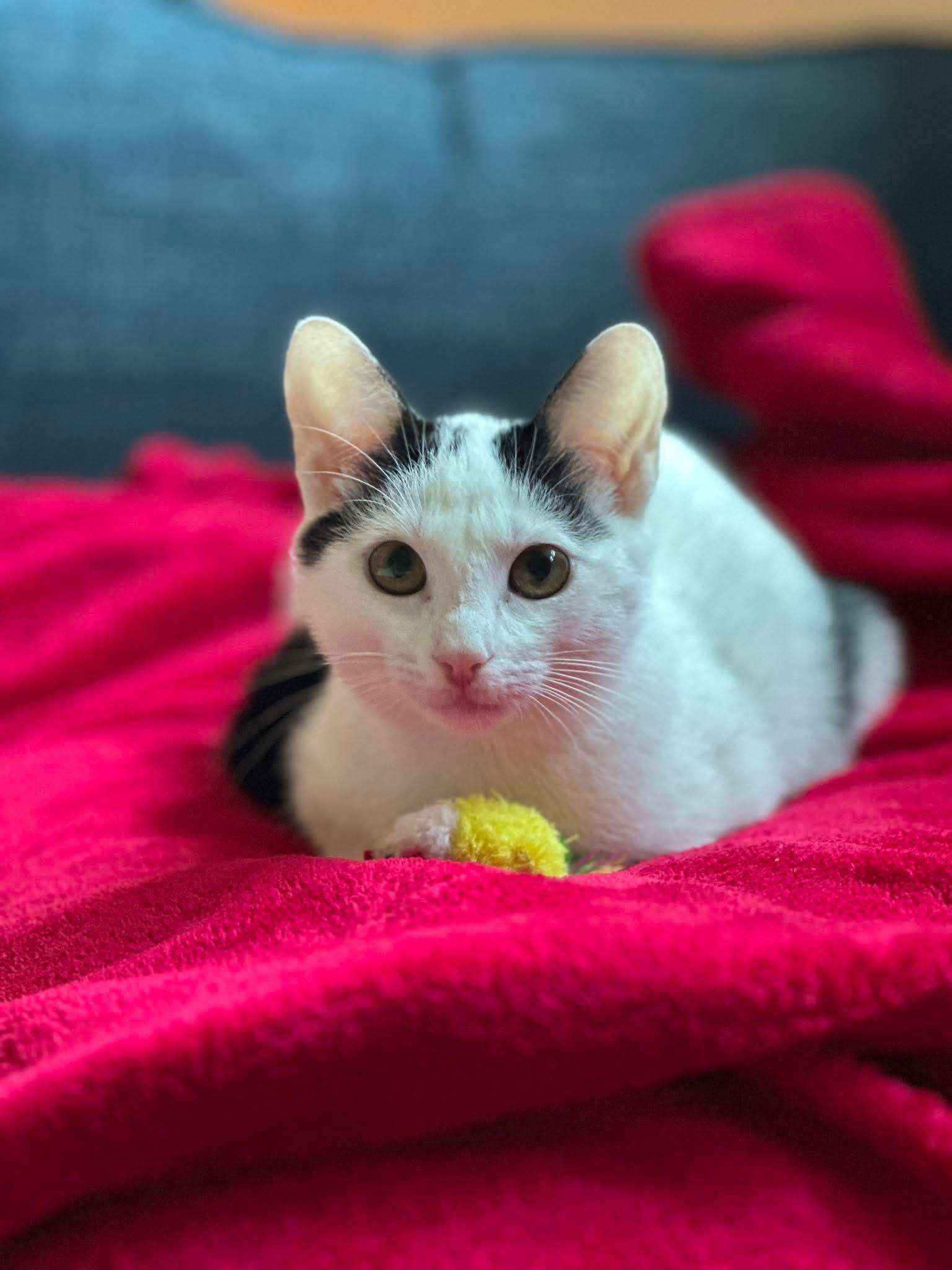 Avery - Sweet and affectionate, a Adoptable Domestic Short Hair in Waukesha, WI image 4/6