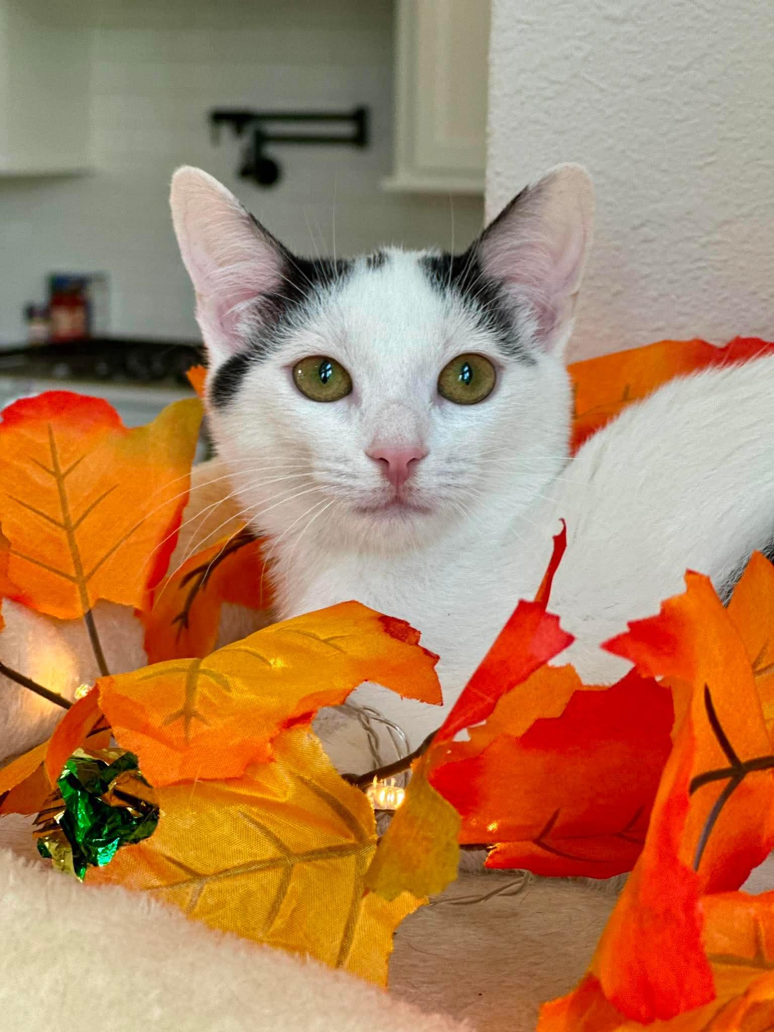 Avery - Sweet and affectionate, a Adoptable Domestic Short Hair in Waukesha, WI image 2/6
