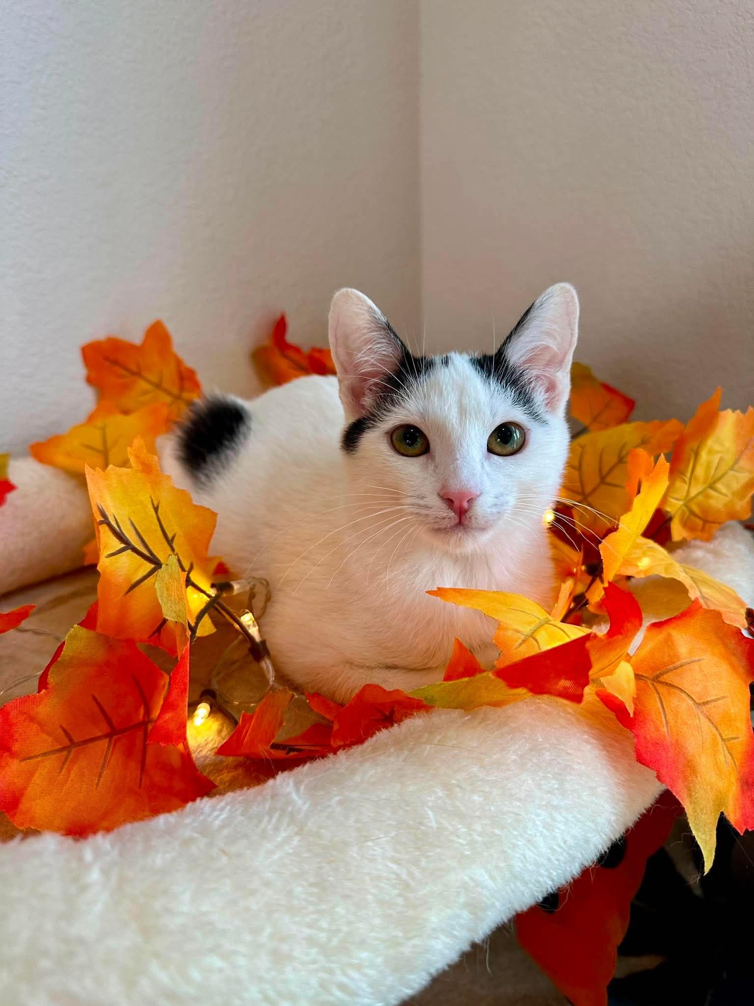 Avery - Sweet and affectionate, a Adoptable Domestic Short Hair in Waukesha, WI image 6/6