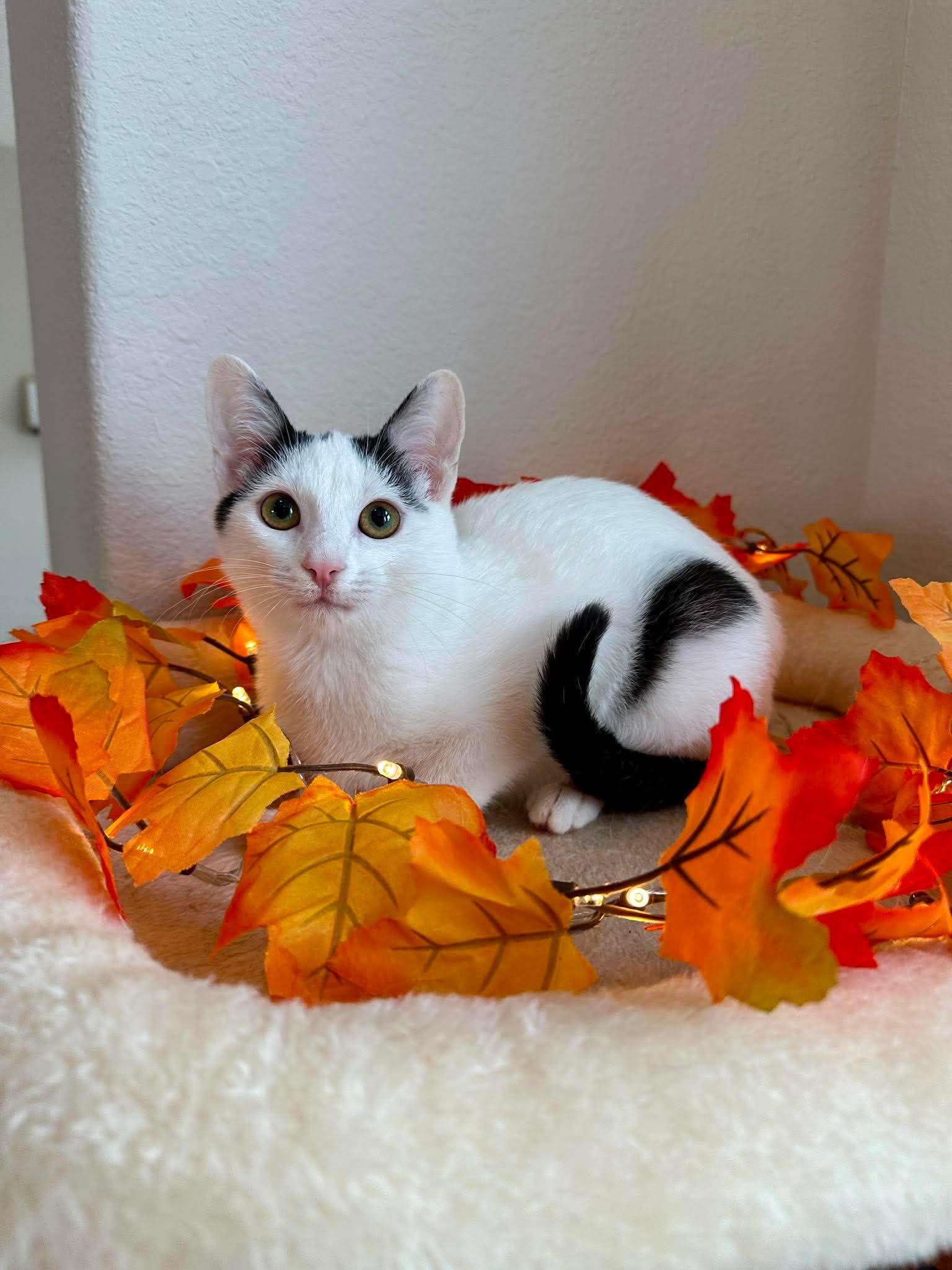 Avery - Sweet and affectionate, Adoptable, Kitten Female Domestic Short Hair.