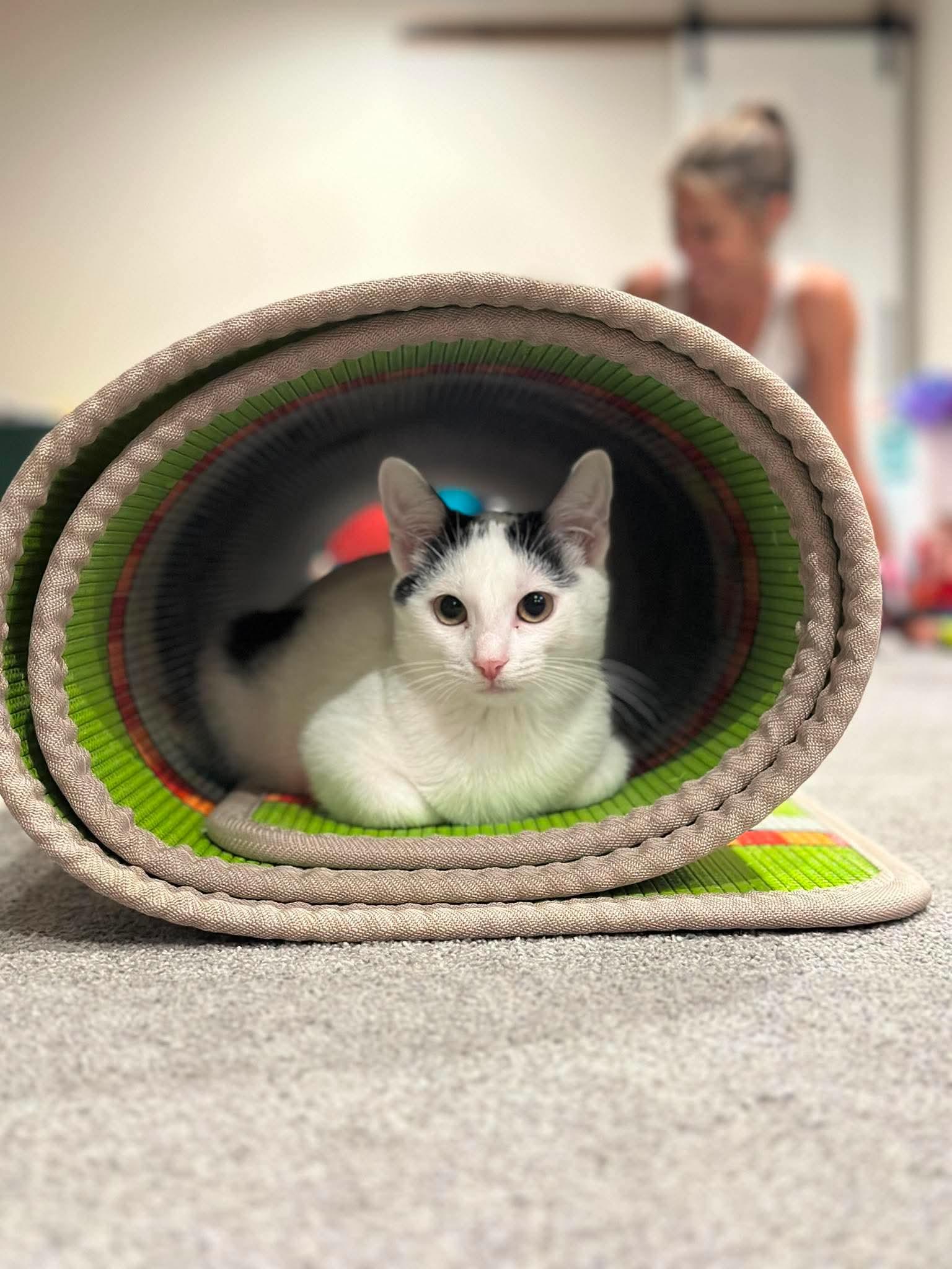 Avery - Sweet and affectionate, a Adoptable Domestic Short Hair in Waukesha, WI image 5/6