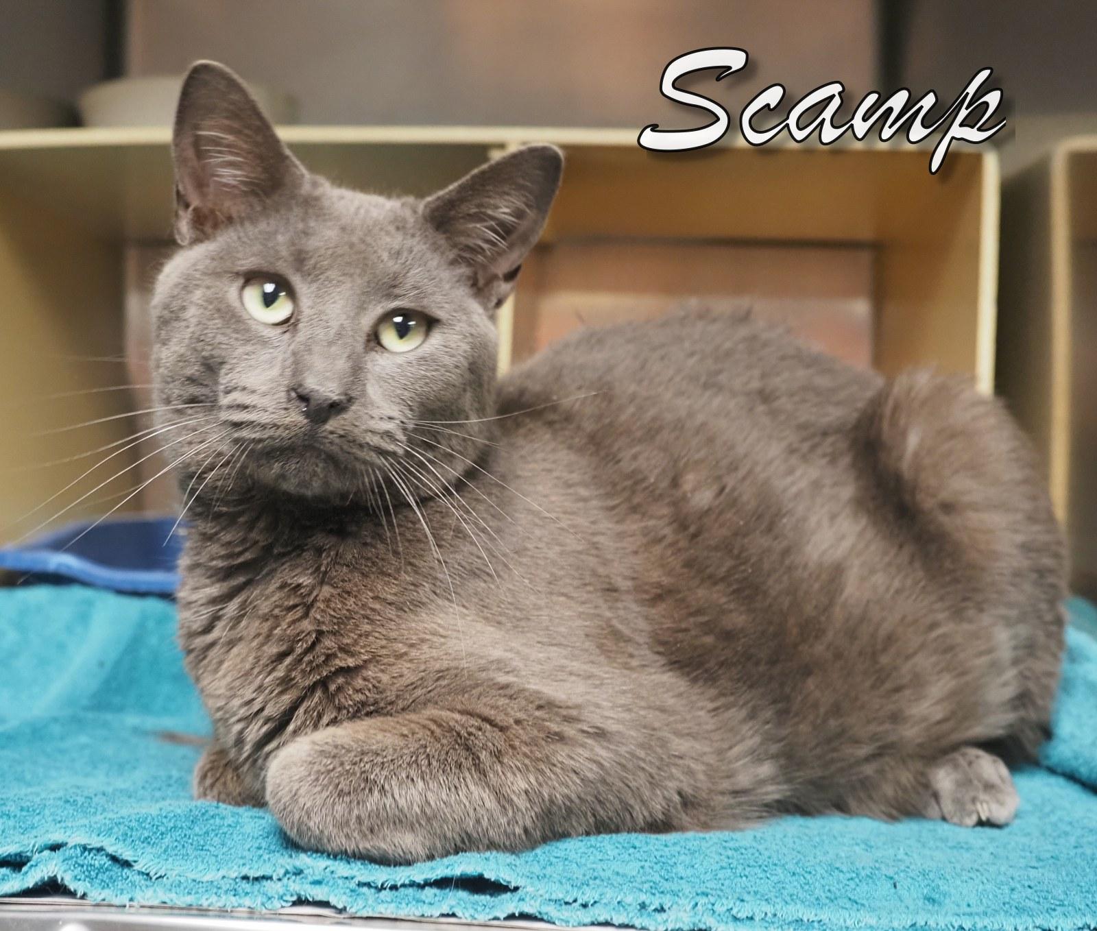 Scamp, an adopted Domestic Short Hair in Cape May Court House, NJ image 4/4