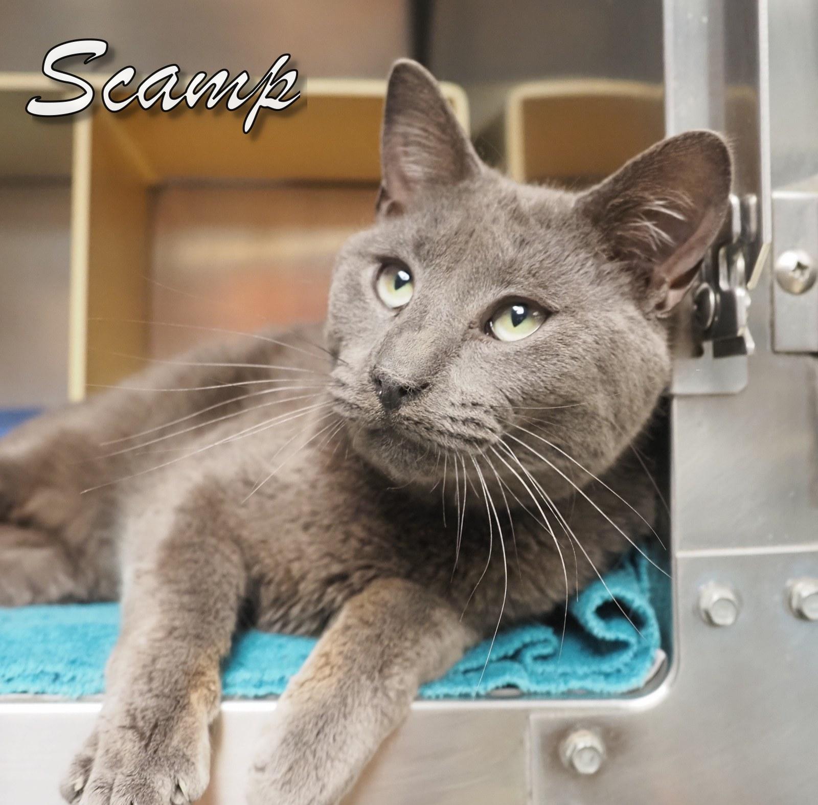 Scamp, an adopted Domestic Short Hair in Cape May Court House, NJ image 3/4