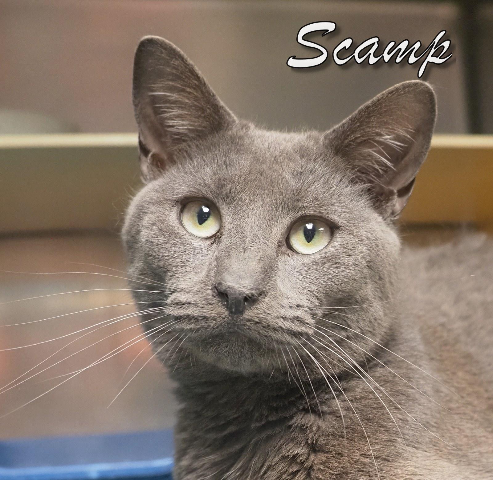 Scamp, adopted, Adult Male Domestic Short Hair.