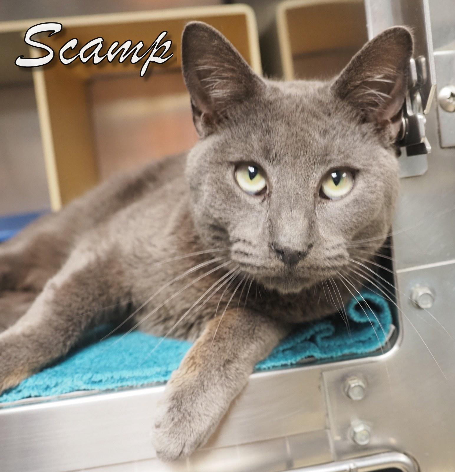 Scamp, an adopted Domestic Short Hair in Cape May Court House, NJ image 2/4