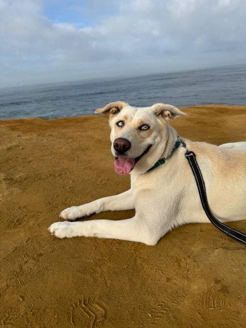 Lacey, Adoptable, Adult Female Labrador Retriever & Husky.