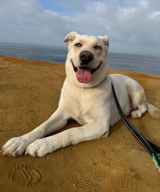 Lacey, a Adoptable mixed breed in San Diego, CA image 2/3