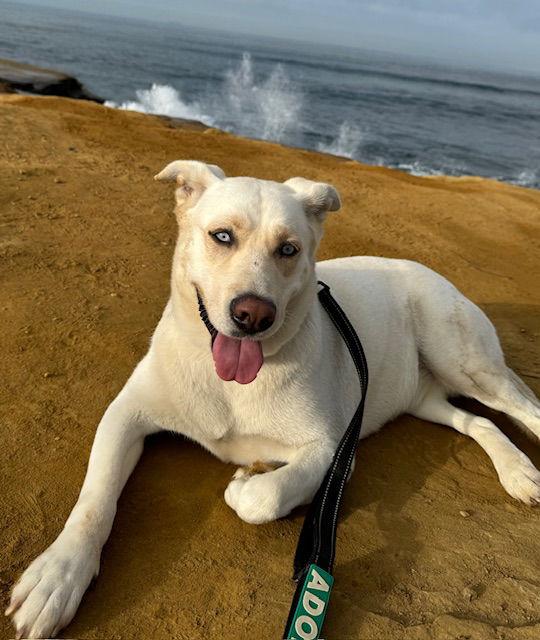 Lacey, a Adoptable mixed breed in San Diego, CA image 3/3