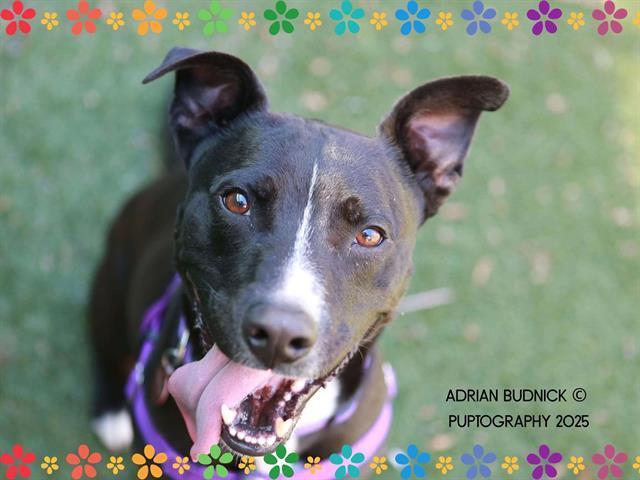 GERRY, Adoptable, Adult Male Mixed Breed.