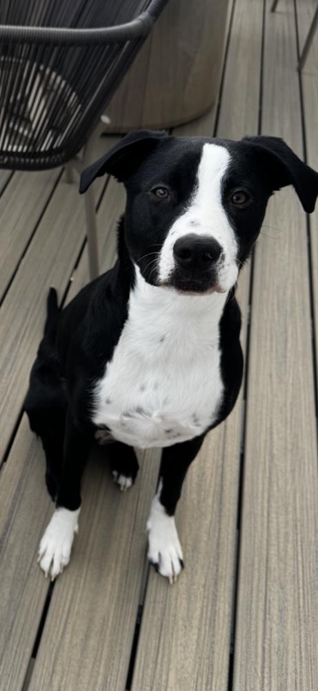 Reggie - Courtesy Listing, Adoptable, Adult Male Labrador Retriever.