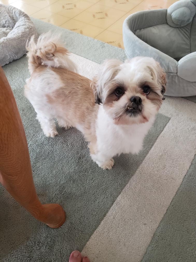 Enlarge Buddy, a Adopted Shih Tzu in San Diego, CA image 1/1