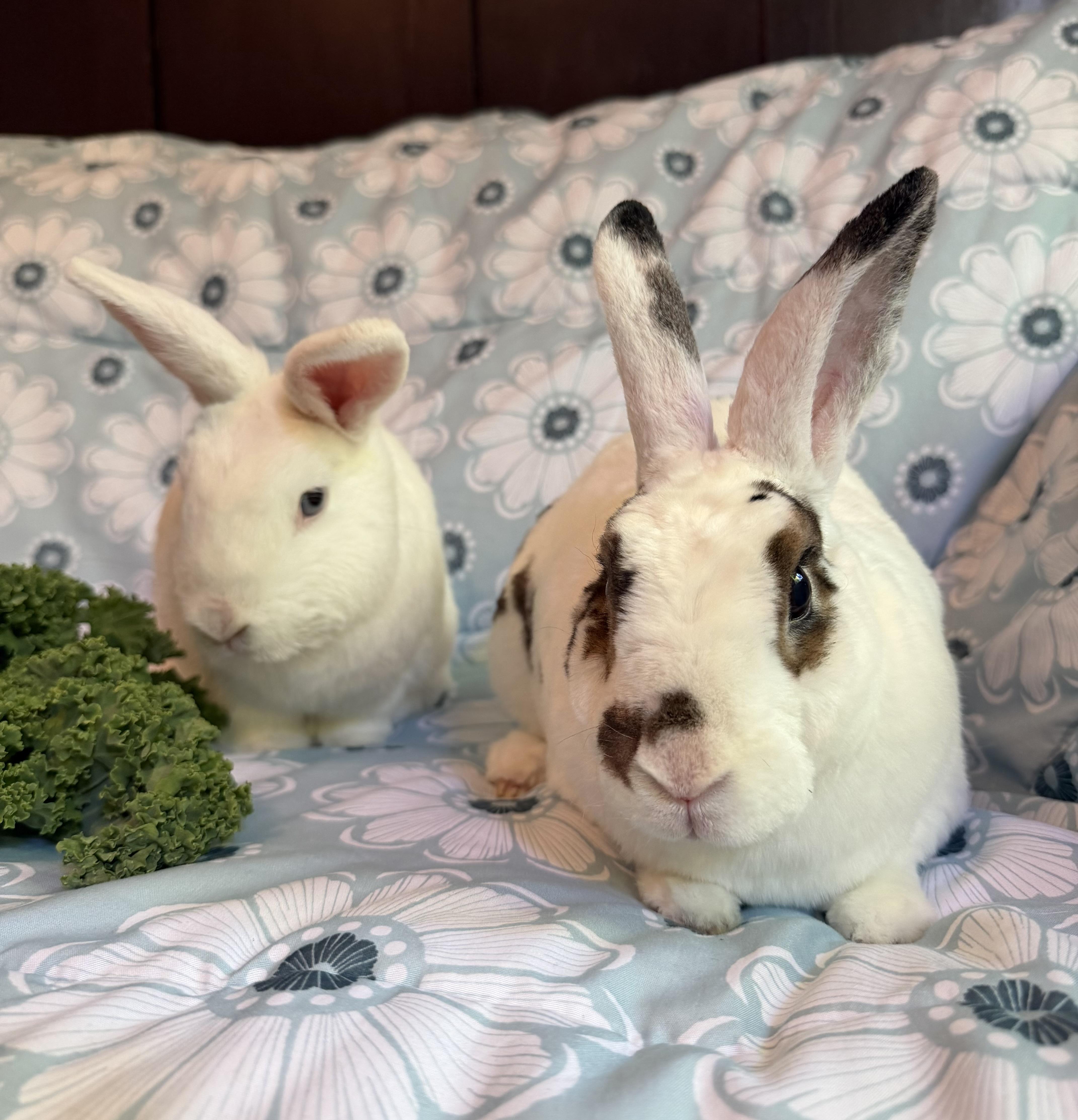 Enlarge Mochi & Boba, a Adoptable Rex in Livermore, CA image 4/6