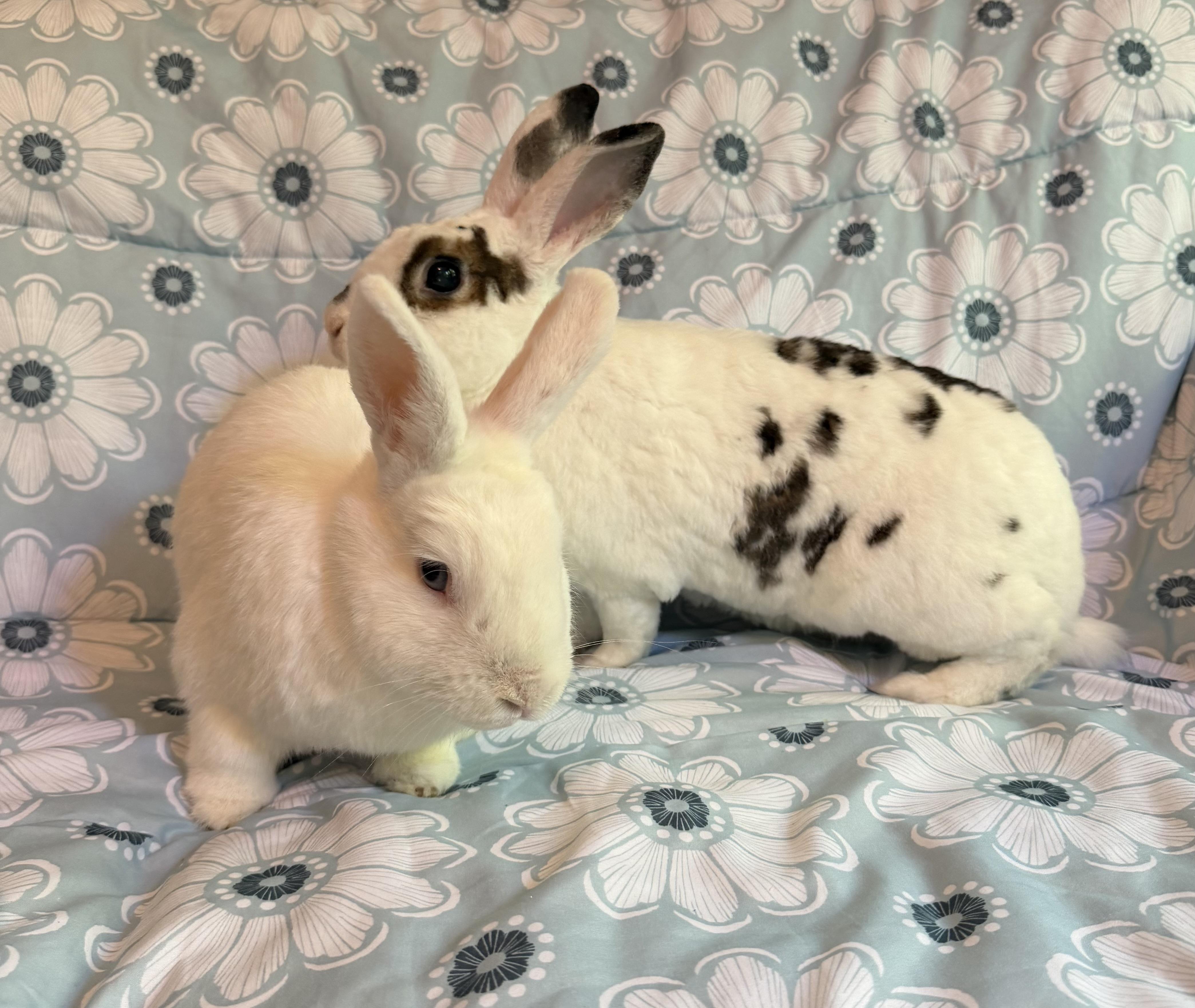 Enlarge Mochi & Boba, a Adoptable Rex in Livermore, CA image 6/6