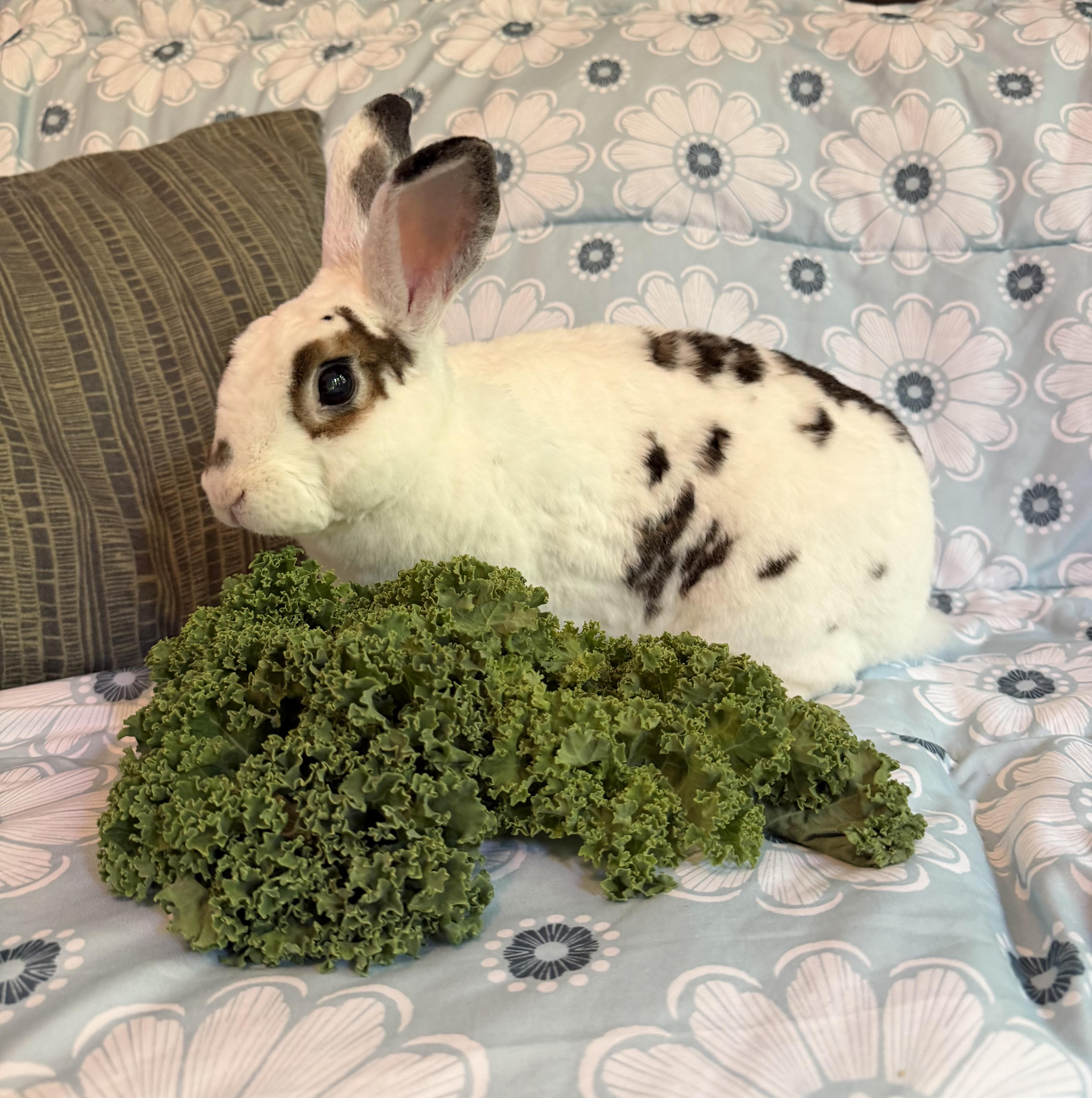 Enlarge Mochi & Boba, a Adoptable Rex in Livermore, CA image 5/6