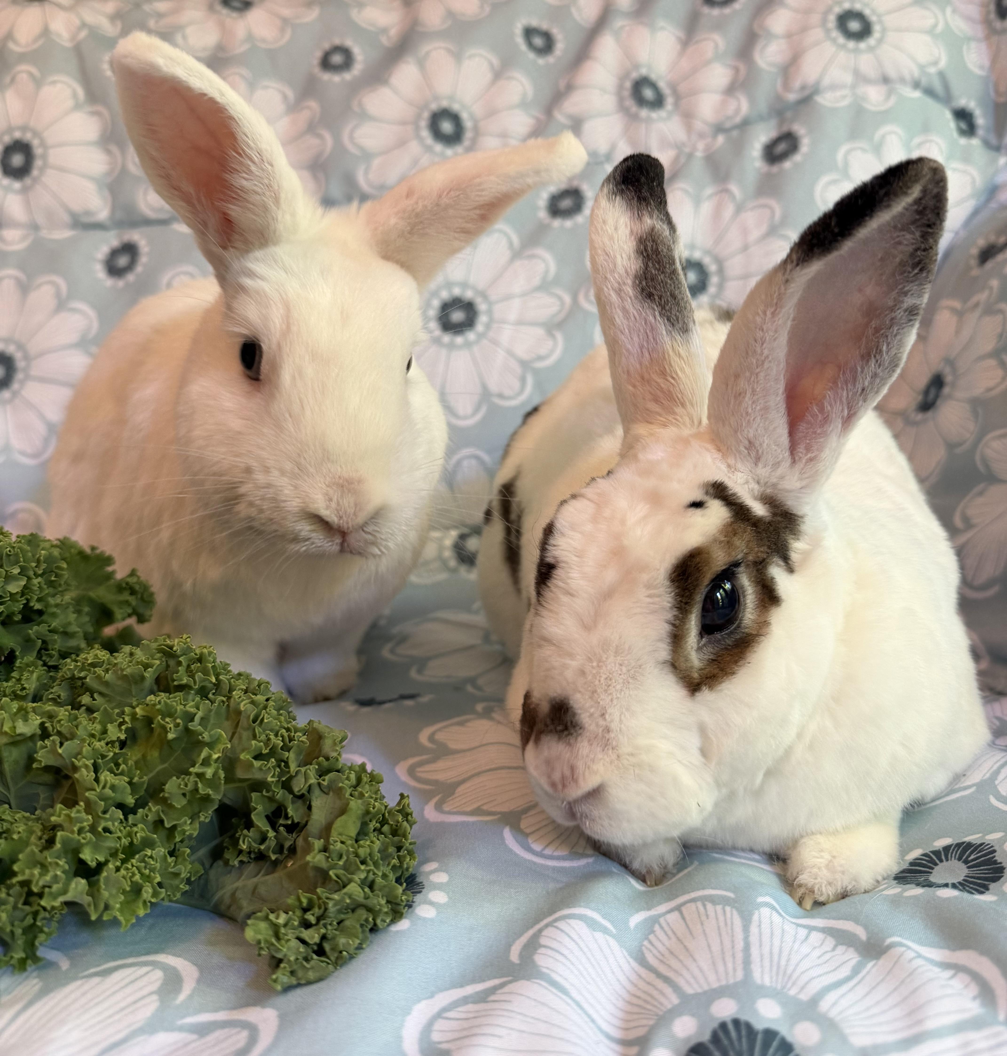 Enlarge Mochi & Boba, a Adoptable Rex in Livermore, CA image 2/6