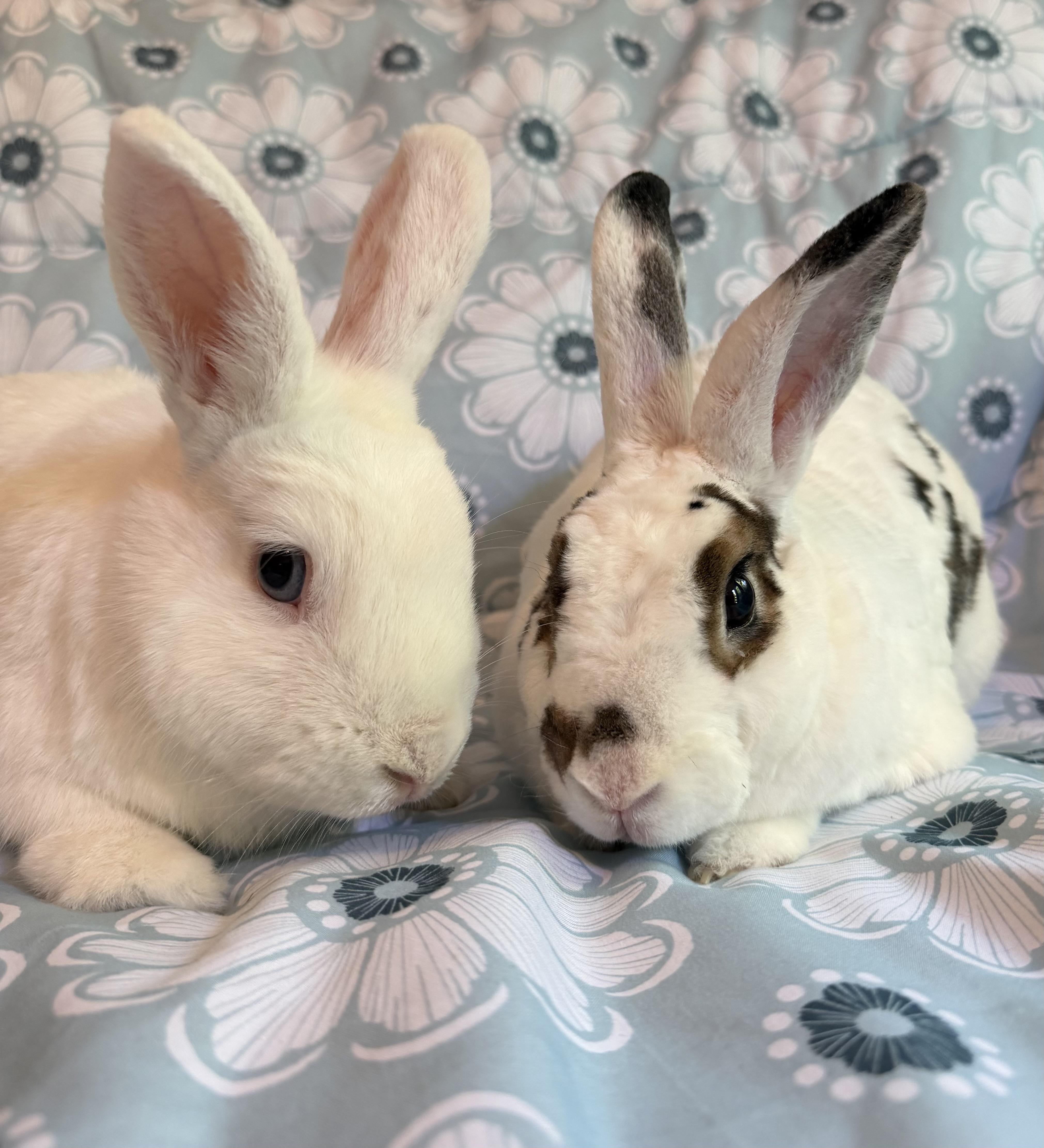 Mochi & Boba, Adoptable, Senior Male Rex.