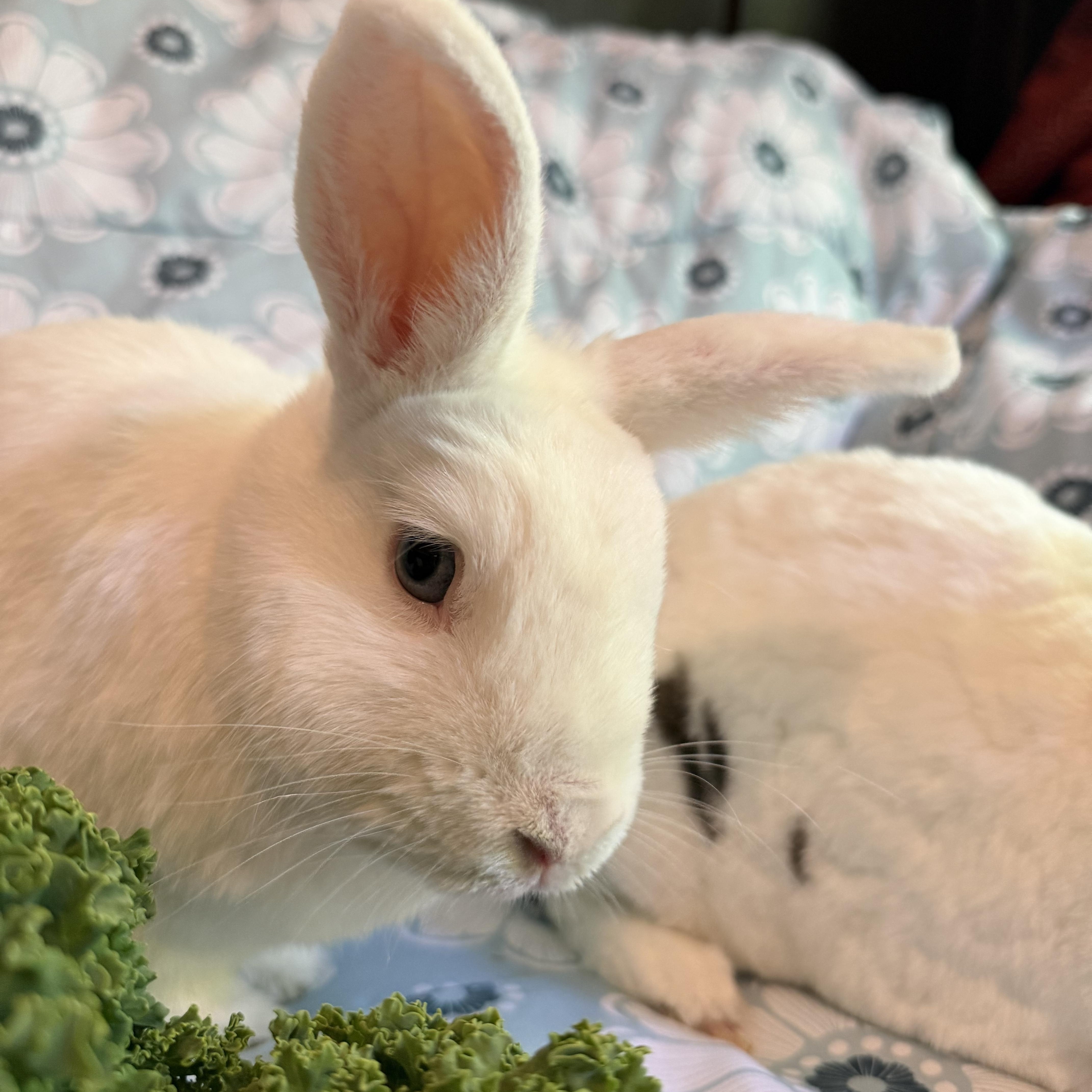 Enlarge Mochi & Boba, a Adoptable Rex in Livermore, CA image 3/6