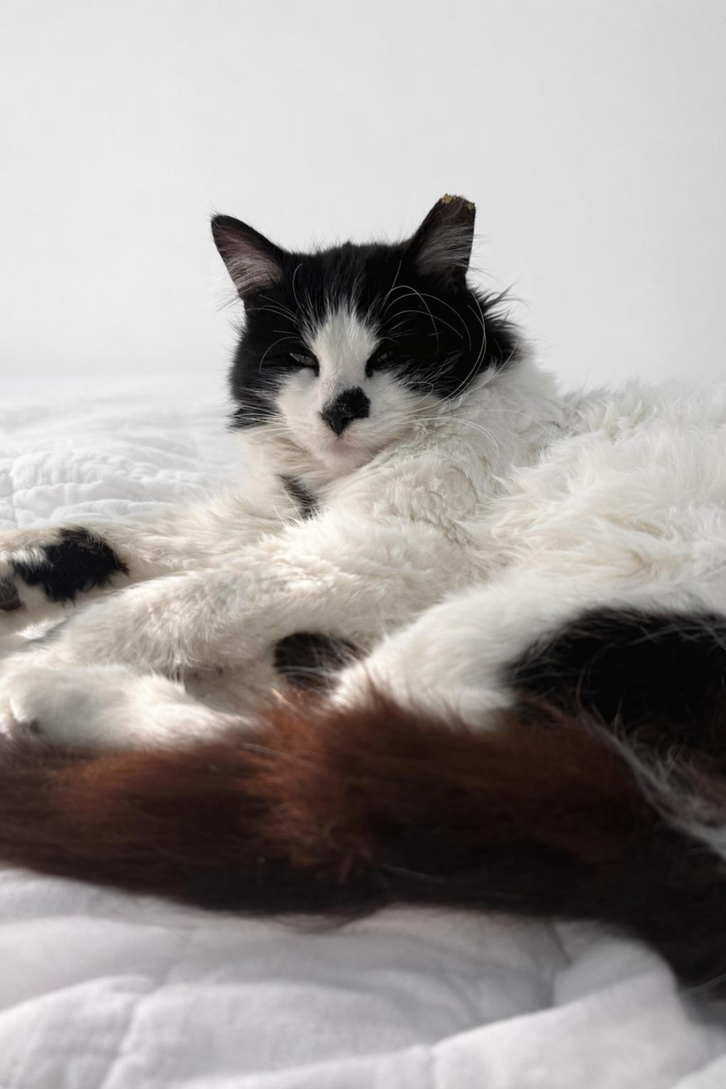 Milo, adopted, Young Male Domestic Long Hair & Tuxedo.