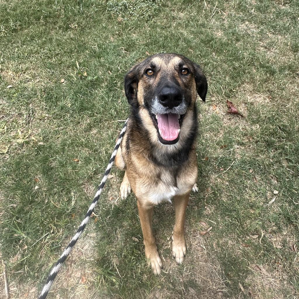 Chad, Adoptable, Adult Male Shepherd.