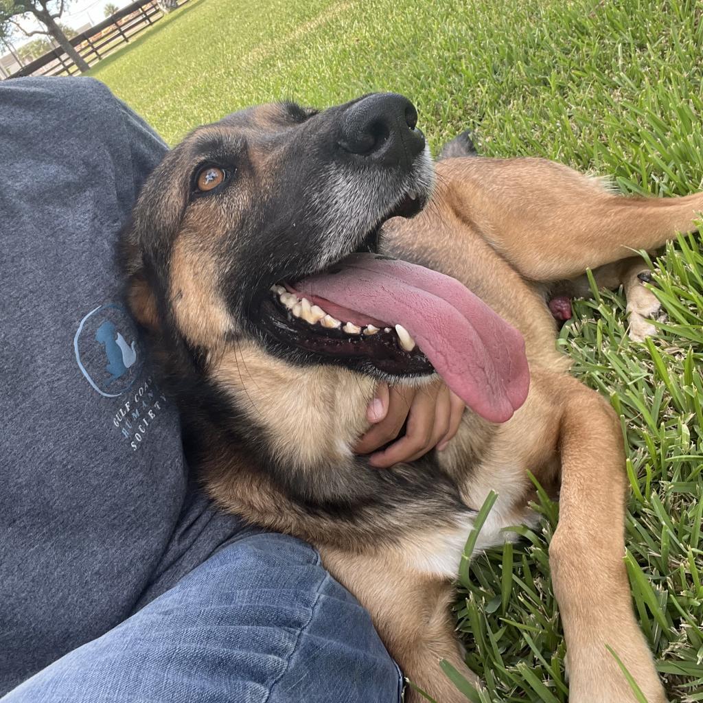 Chad, a Adoptable mixed breed in Corpus Christi, TX image 2/6