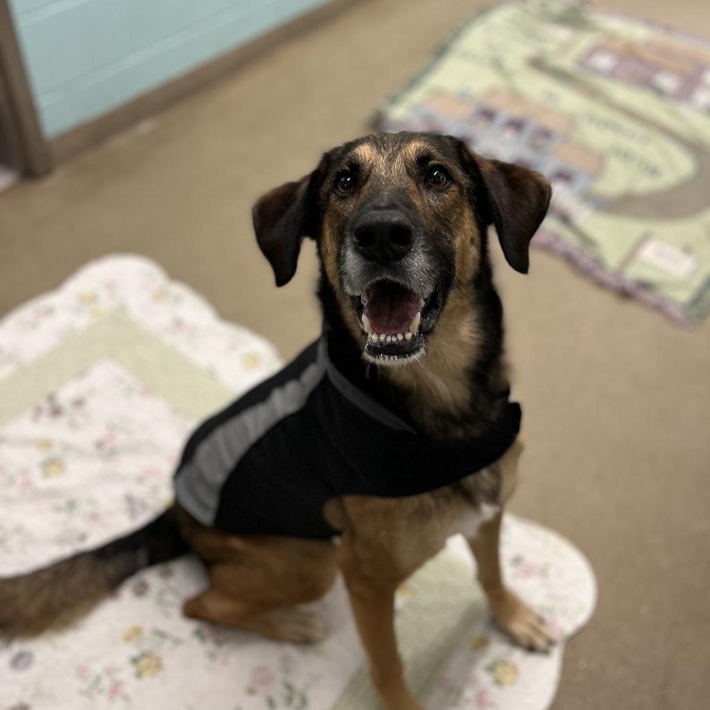 Chad, a Adoptable mixed breed in Corpus Christi, TX image 3/6