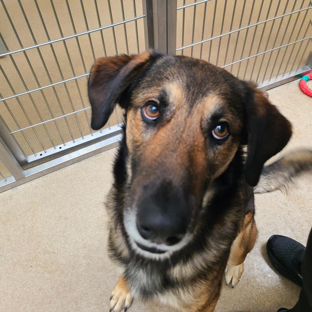 Chad, a Adoptable mixed breed in Corpus Christi, TX image 5/6