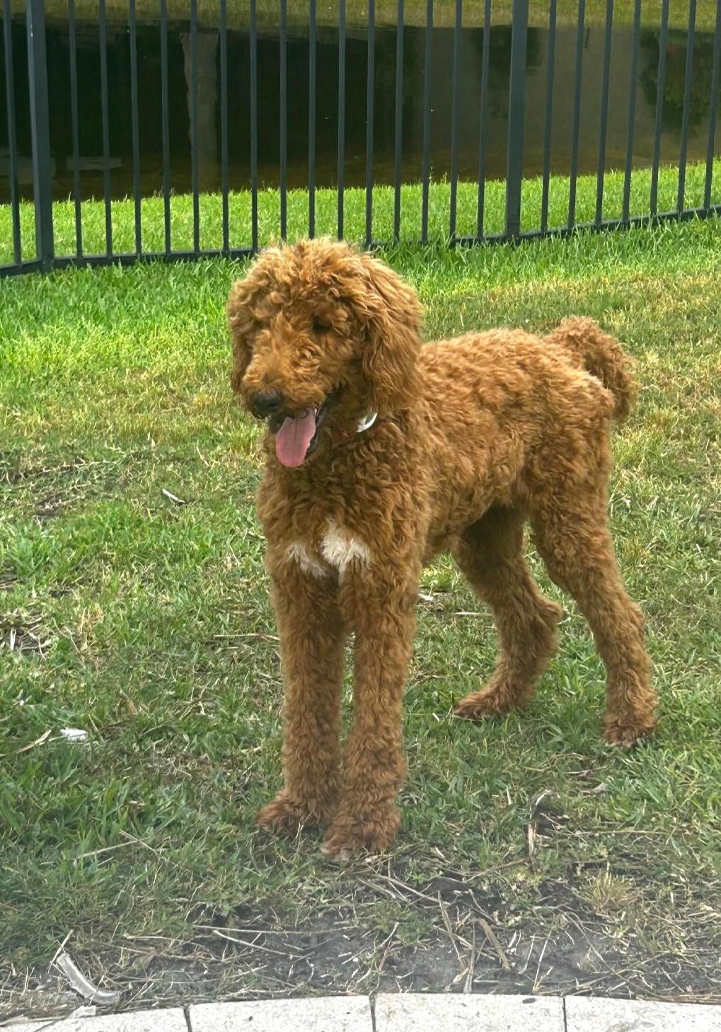 Enlarge Sport, a Adopted Poodle in Jacksonville, FL image 1/2