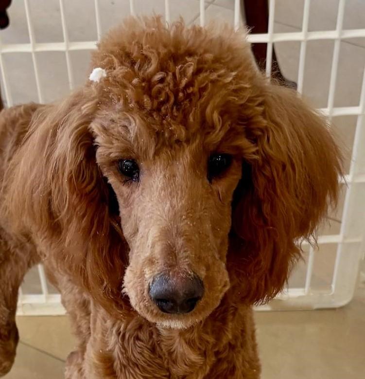 Enlarge Sport, a Adopted Poodle in Jacksonville, FL image 2/2