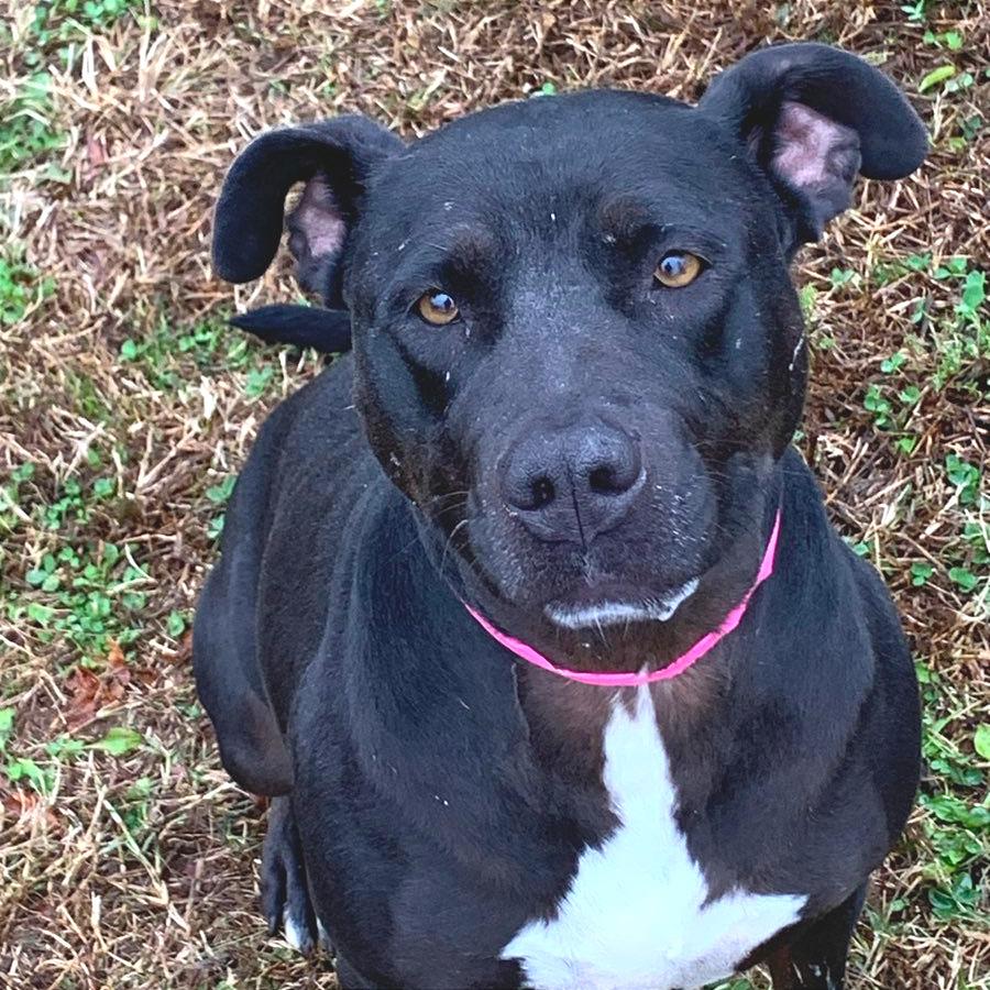 Noodle — thumbnail 2