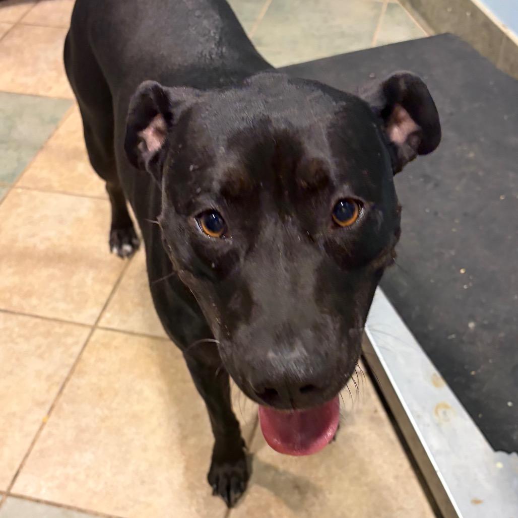 Noodle — thumbnail 3