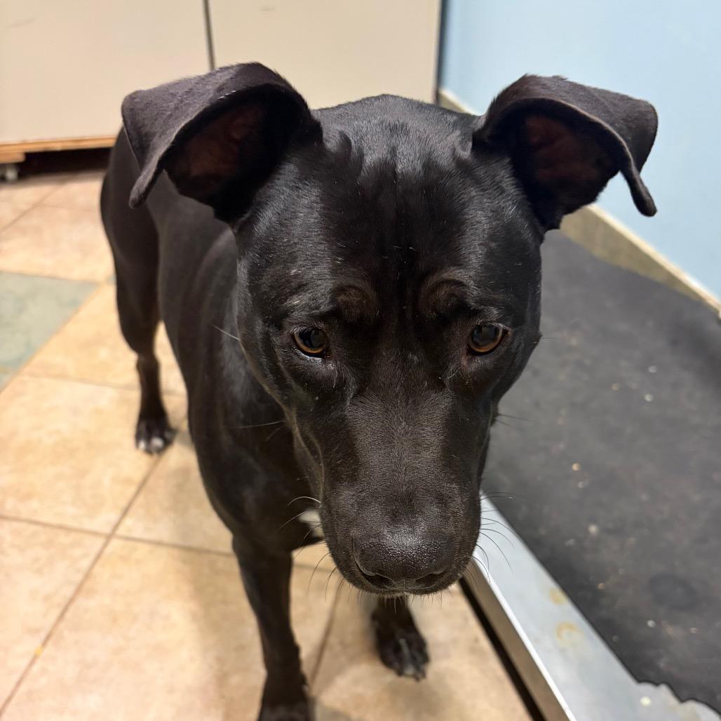 Noodle — thumbnail 4