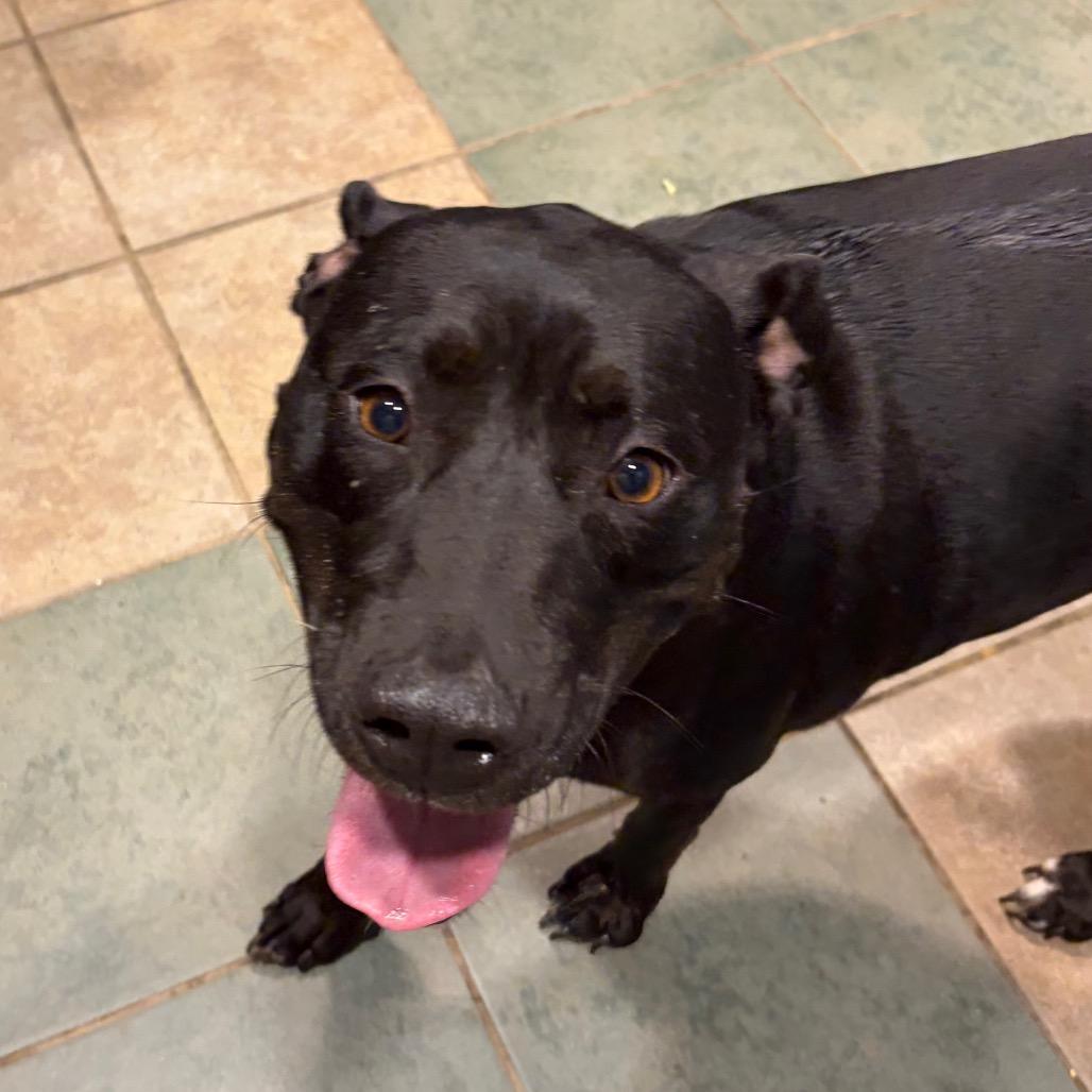 Noodle — thumbnail 5