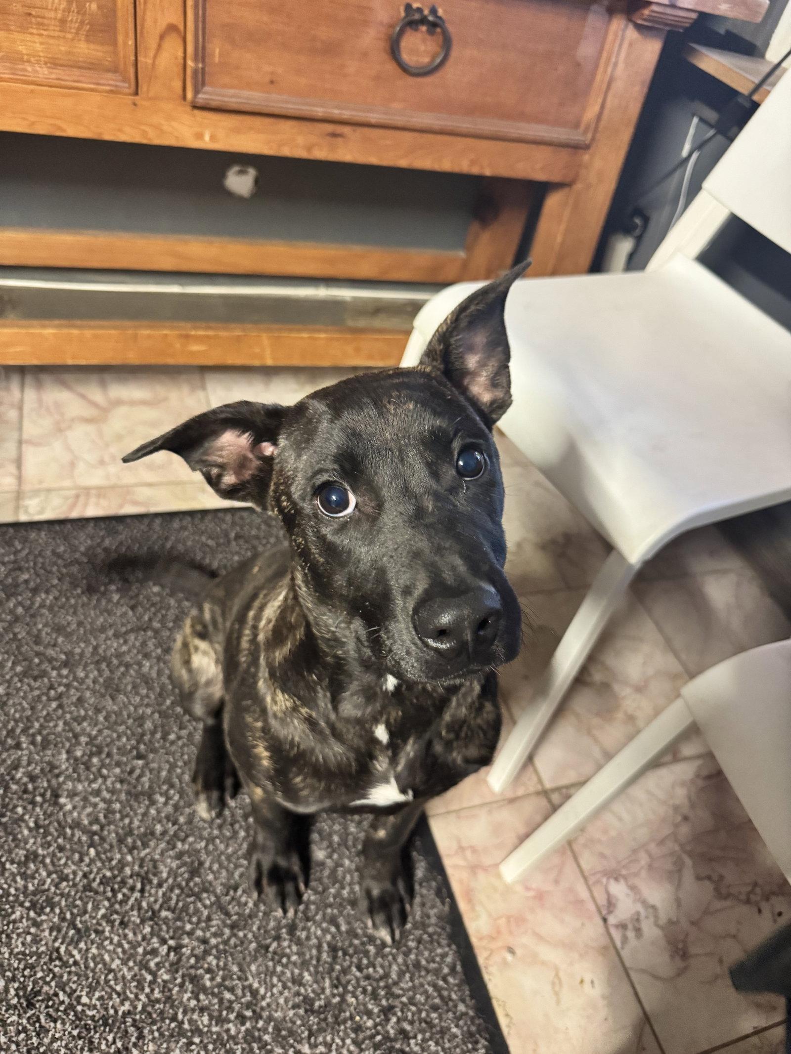 Charlie, Adoptable, Young Male Labrador Retriever & Boxer.