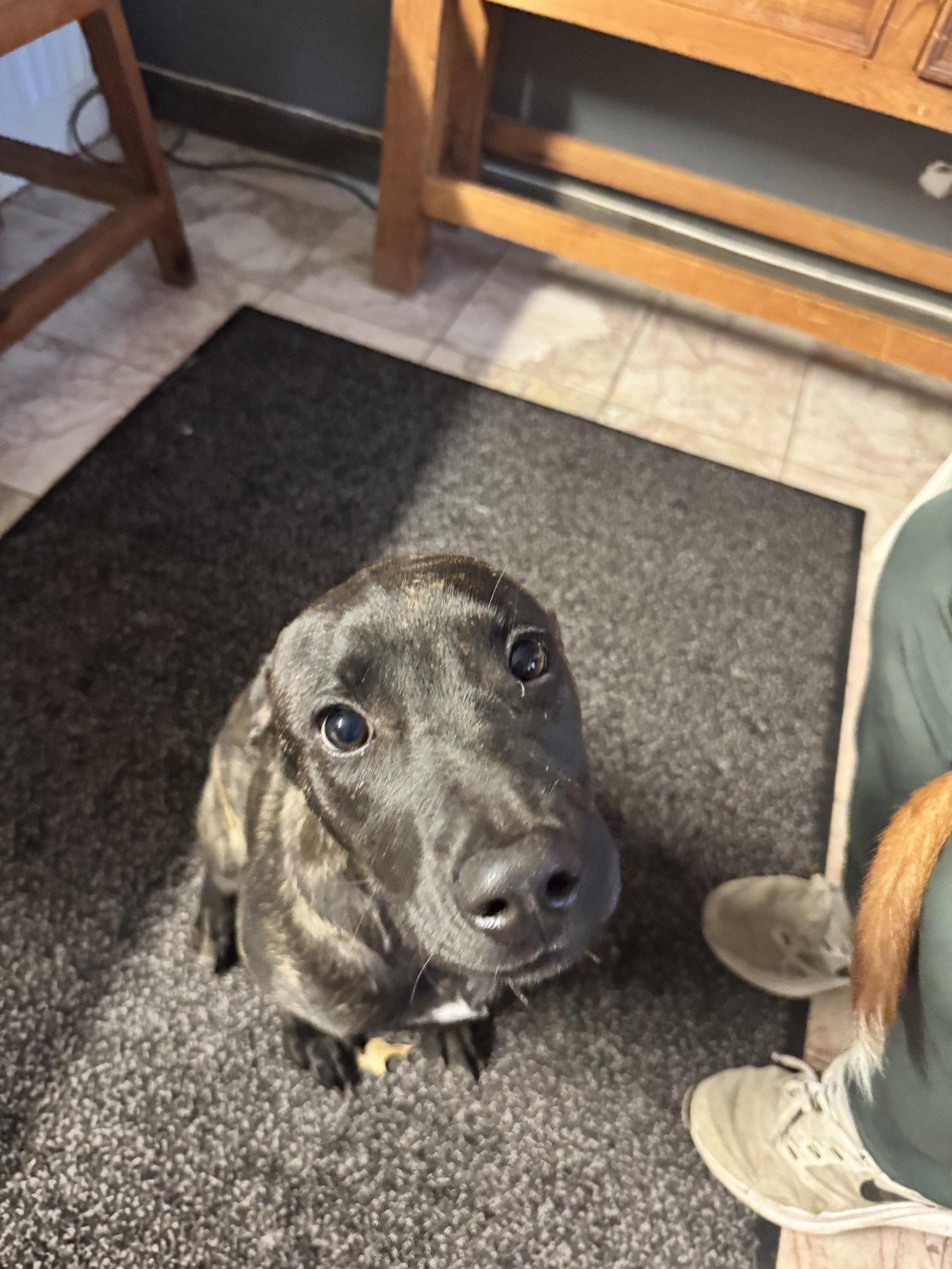 Enlarge Charlie, a Adoptable mixed breed in Leavenworth, KS image 2/2